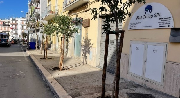 A MATERA PIANTATI 41 NUOVI ALBERI